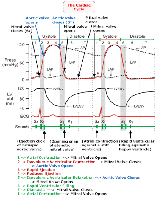 Cardiac Cycle