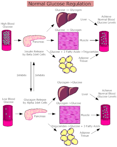 Normal Glucose Regulation