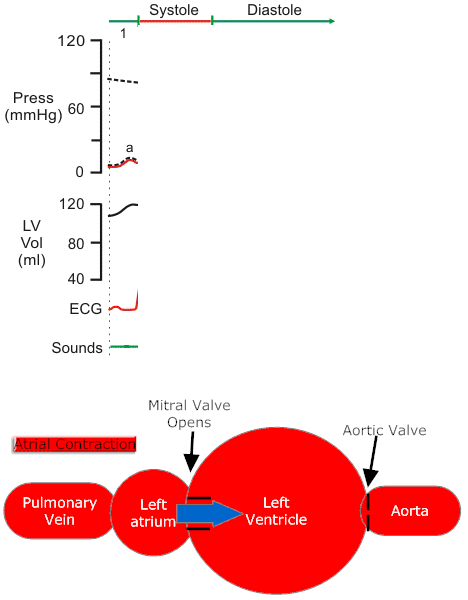 Cardiac Cycle Animation