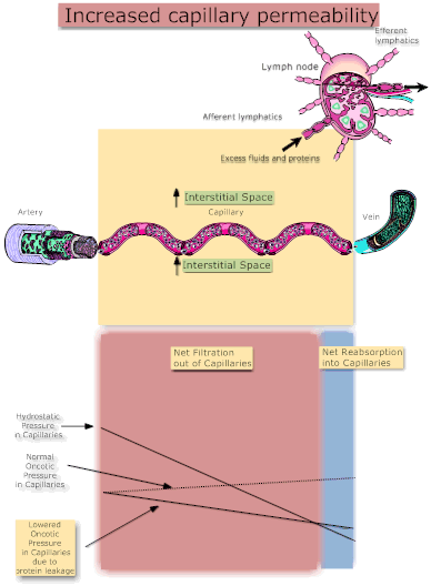 Increased Capillary Permeability